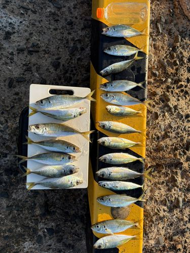 アジの釣果