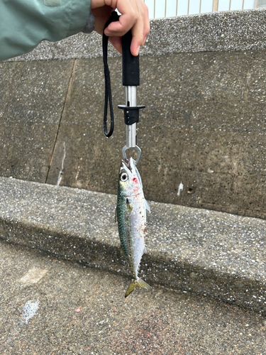 若洲海浜公園海釣り施設