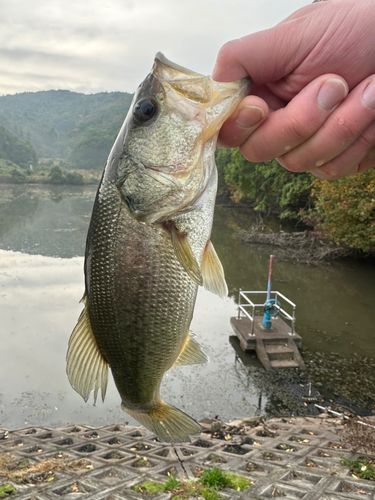 ラージマウスバスの釣果
