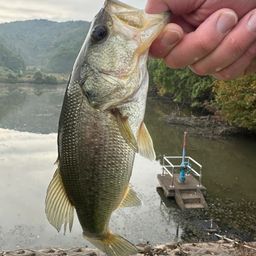 ラージマウスバス