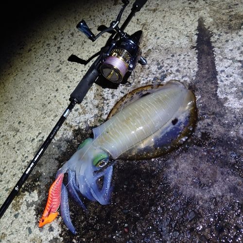 アオリイカの釣果