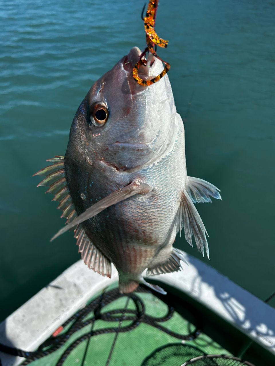 愛晃丸フィッシングさんの釣果 2枚目の画像