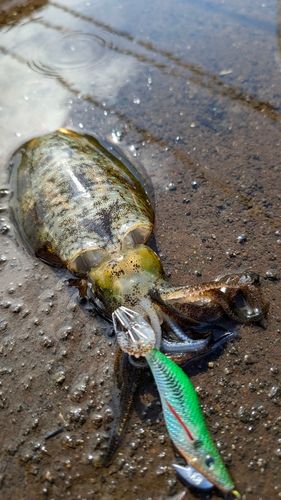 泉佐野食品コンビナート