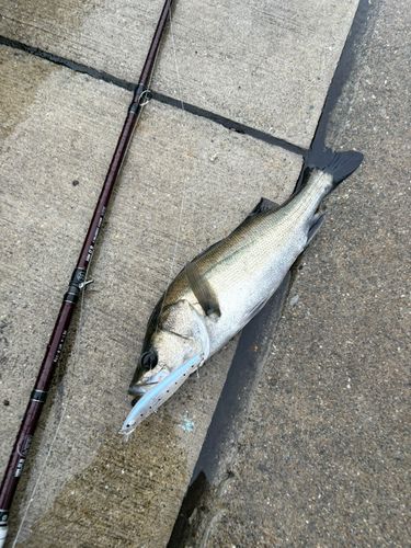 シーバスの釣果
