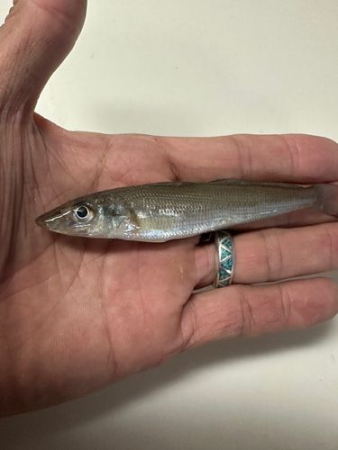 シロギスの釣果