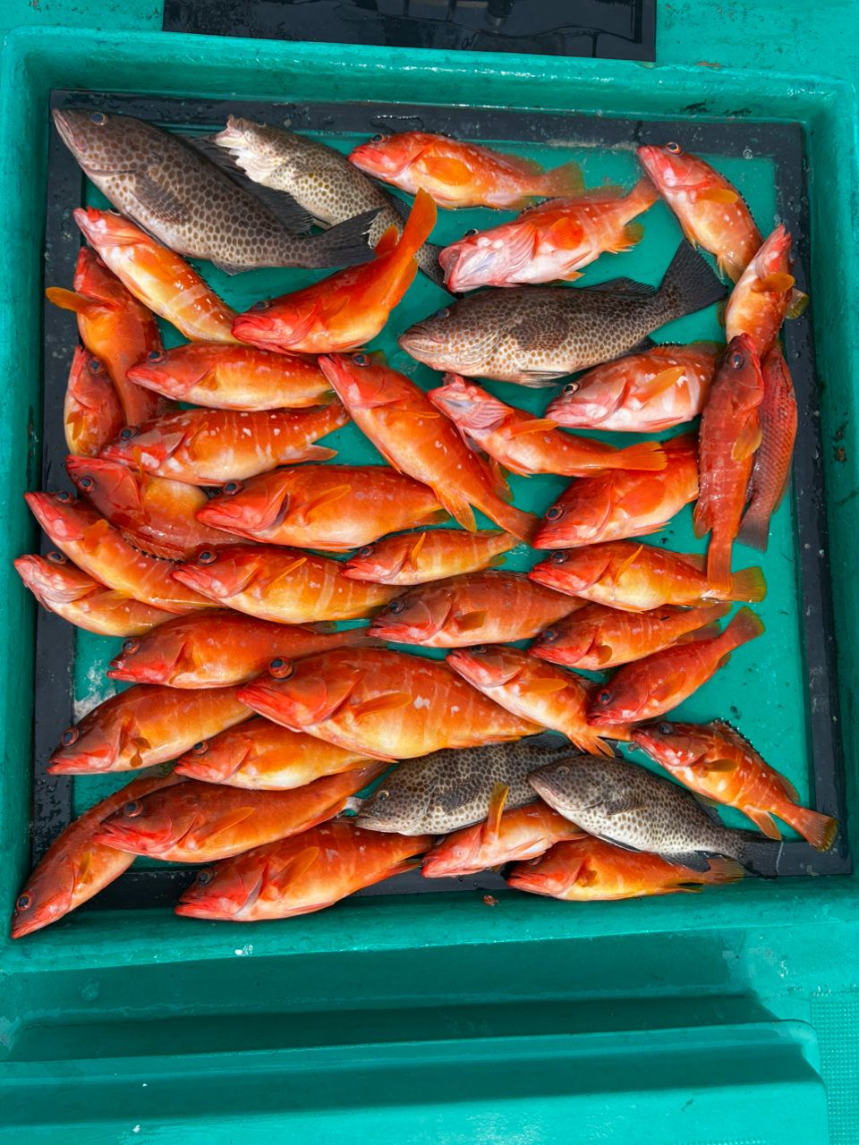 愛晃丸フィッシングさんの釣果 3枚目の画像