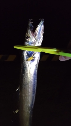 タチウオの釣果