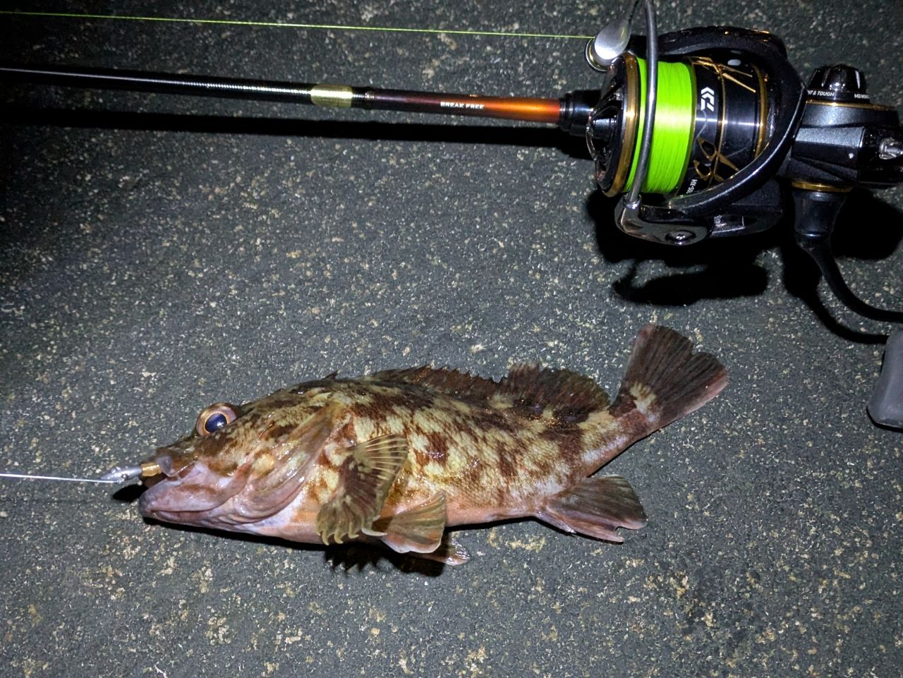 DAIWA 21カルディア LT2500S-XHの最安値・インプレ・釣果 | 本音