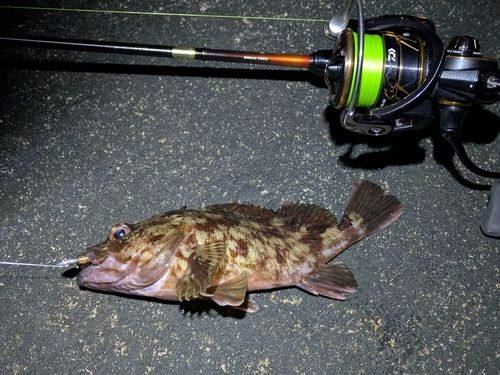 カサゴの釣果