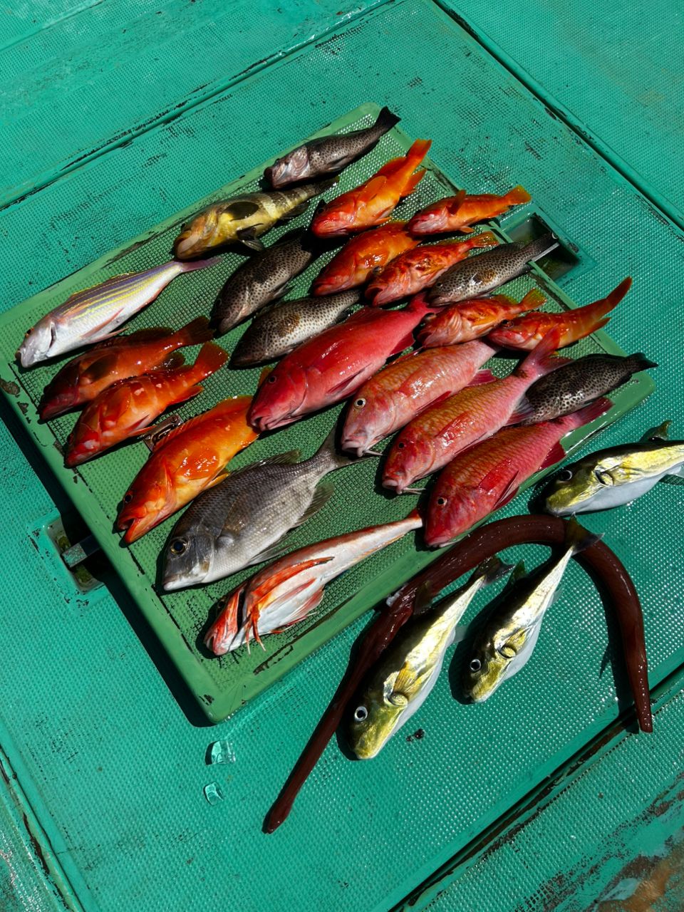 愛晃丸フィッシングさんの釣果 3枚目の画像