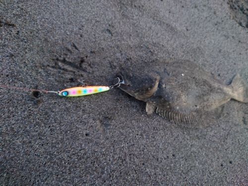ヒラメの釣果