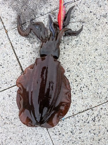アオリイカの釣果