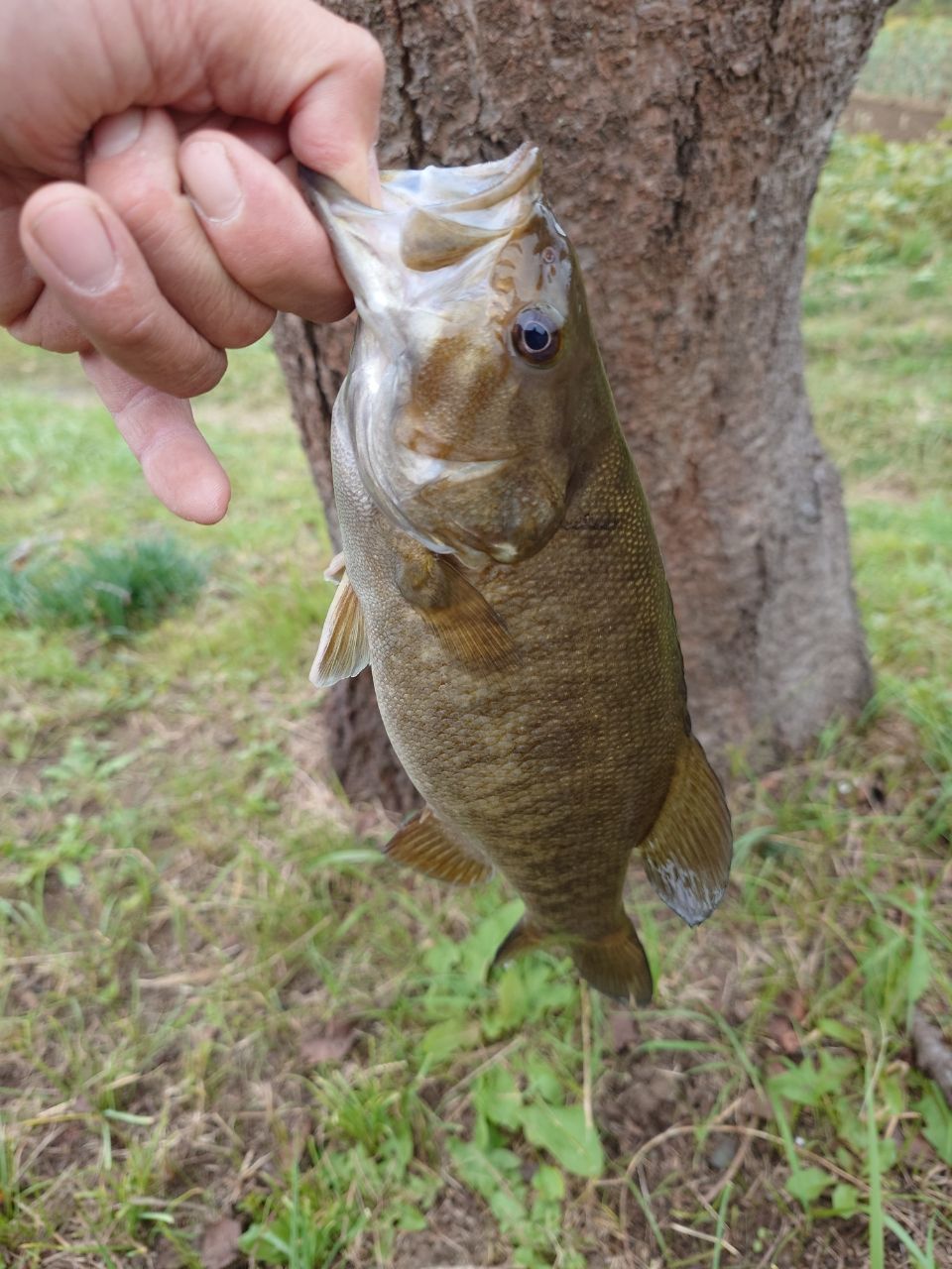 PALMS エゲリア ネイティブパフォーマンスの最安値・インプレ・釣果