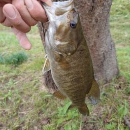 スモールマウスバス