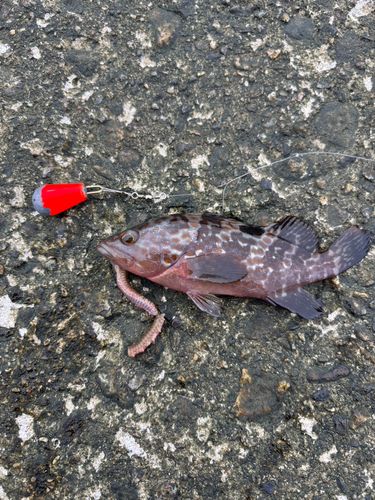 キジハタの釣果