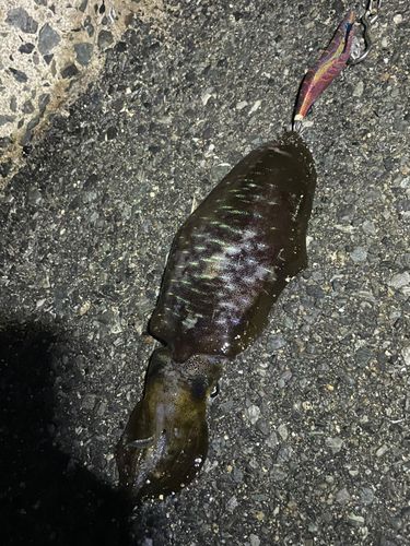 アオリイカの釣果