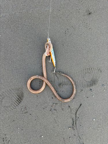 ダイナンウミヘビの釣果