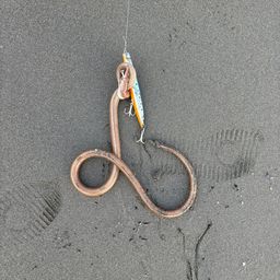 ダイナンウミヘビ