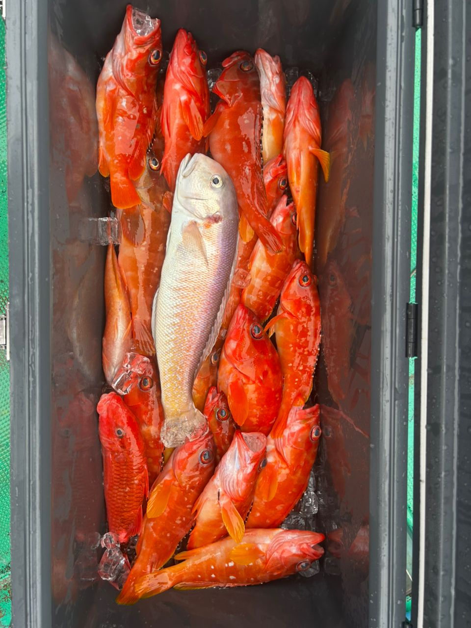 愛晃丸フィッシングさんの釣果 2枚目の画像