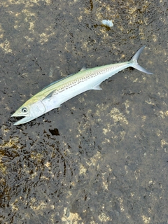 タチウオの釣果