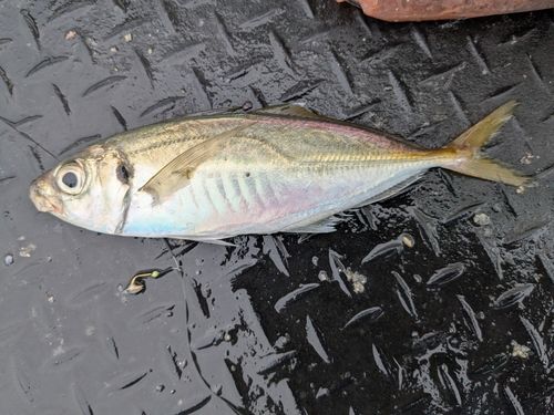 本牧海づり施設