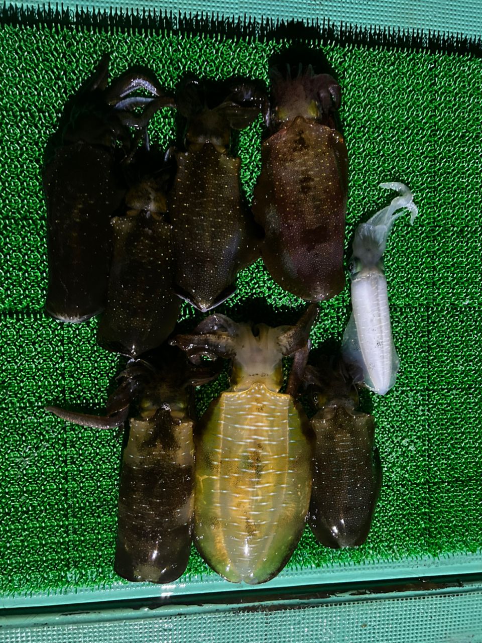 愛晃丸フィッシングさんの釣果 2枚目の画像