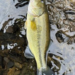 スモールマウスバス