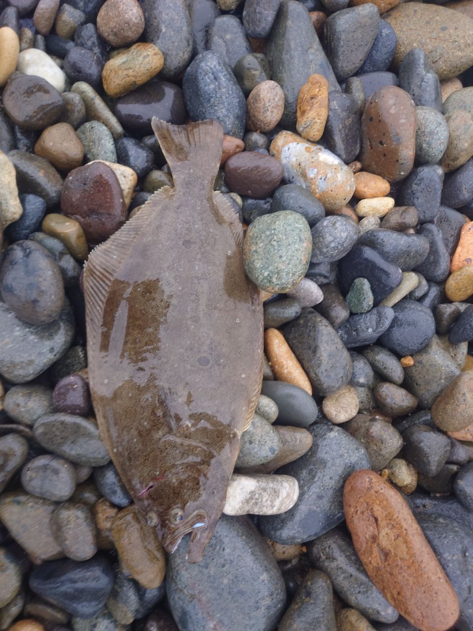 Gamakatsu ラグゼ チータ R3 96Mの最安値・インプレ・釣果 | 本音の