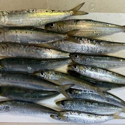イワシ