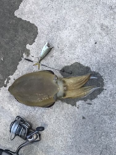モンゴウイカの釣果