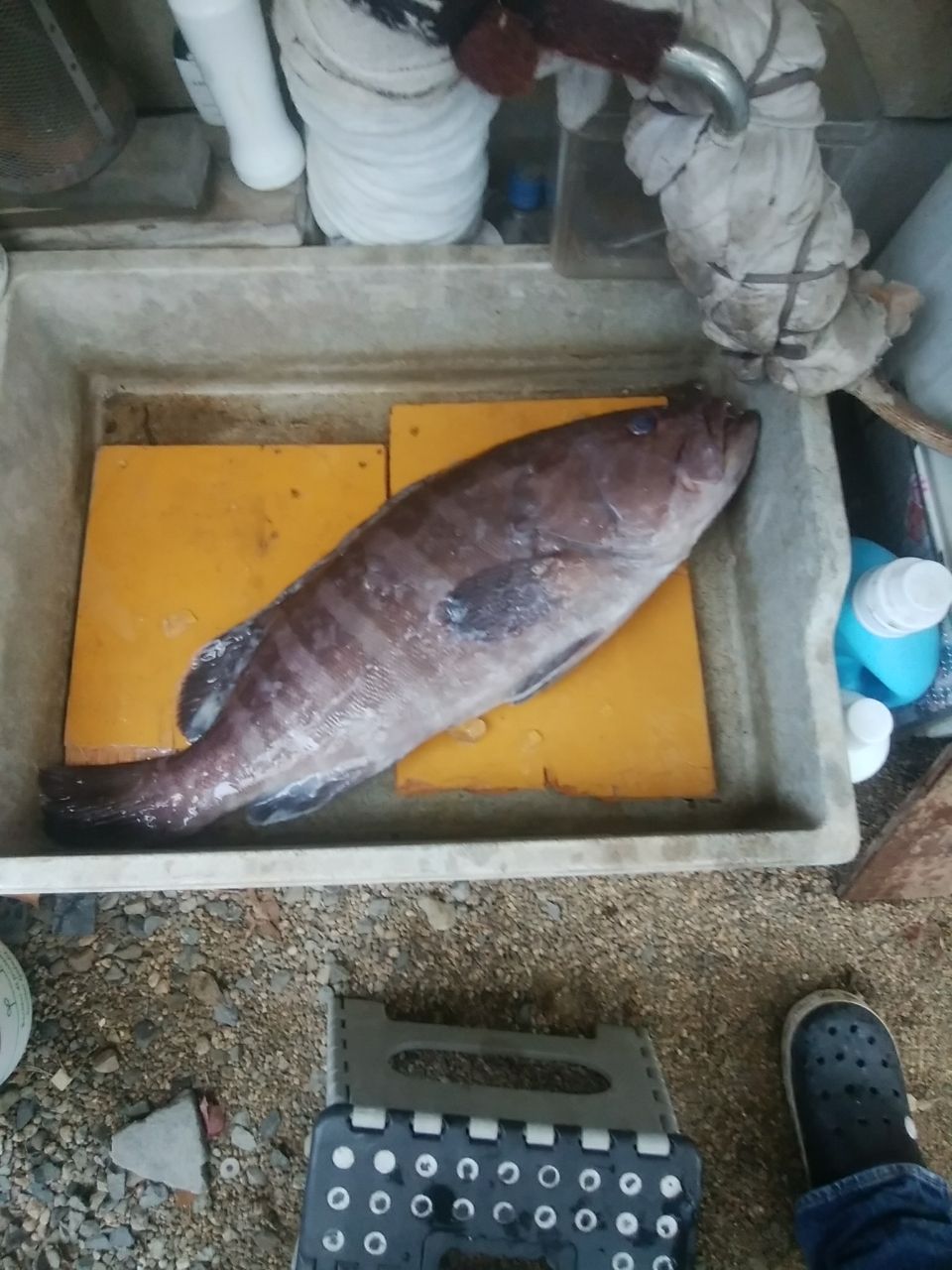 oceaninpact_yukawaさんの釣果 2枚目の画像