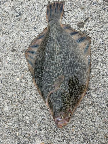マツカワの釣果