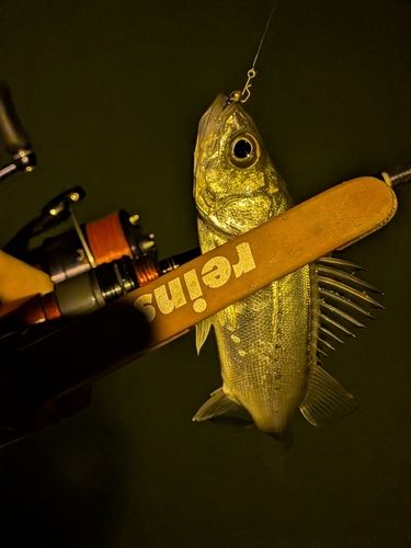 セイゴ(マルスズキ)の釣果