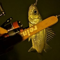 セイゴ(マルスズキ)