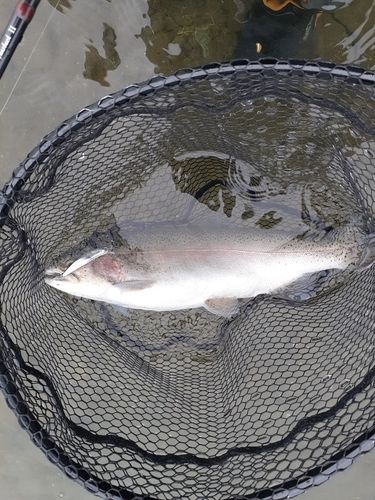 ニジマスの釣果
