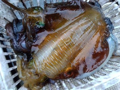 アオリイカの釣果