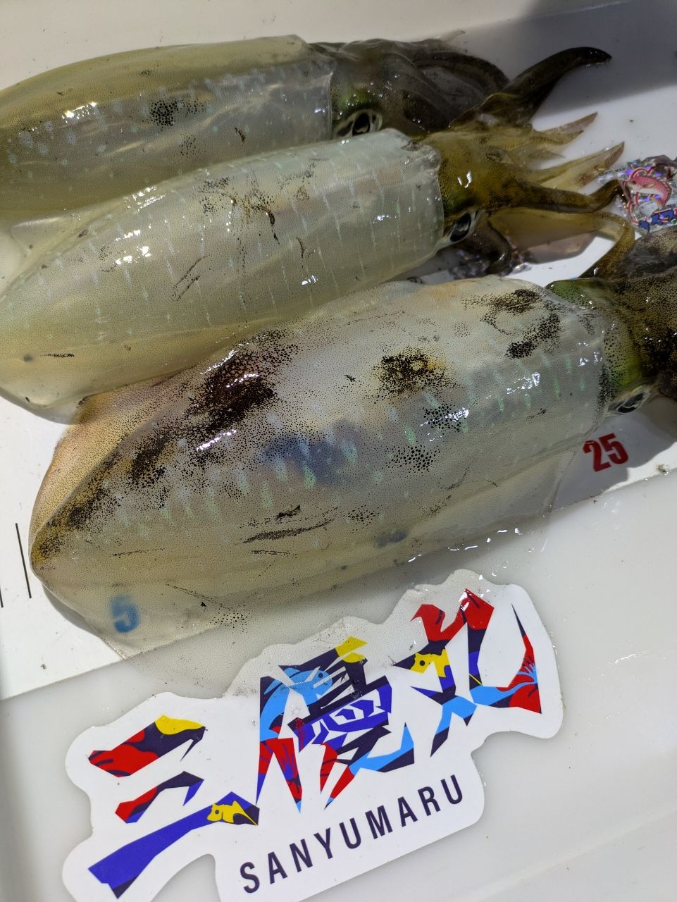 ウメゾーさんの釣果 3枚目の画像