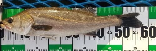 東京湾(アクアライン以北)