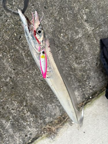 タチウオの釣果