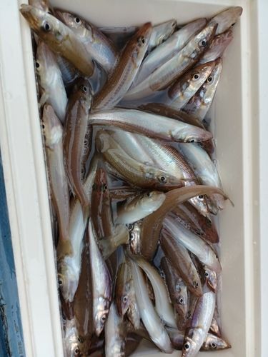 シロギスの釣果