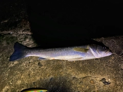 フッコ（マルスズキ）の釣果
