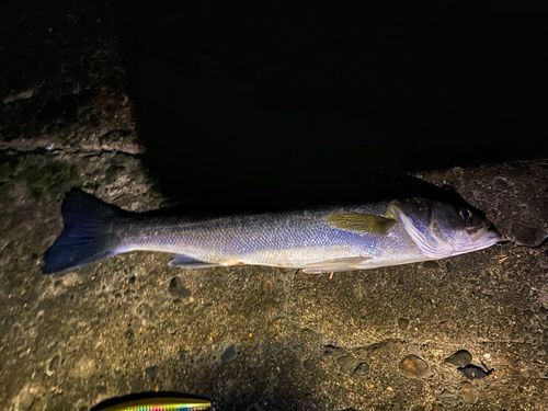 フッコ(マルスズキ)の釣果