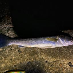 フッコ(マルスズキ)