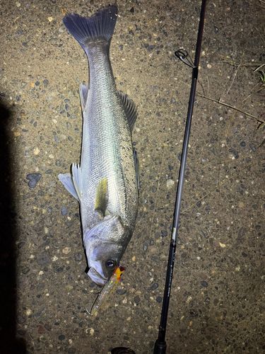 シーバスの釣果