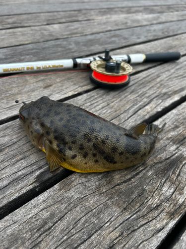 東京湾(アクアライン〜富津)