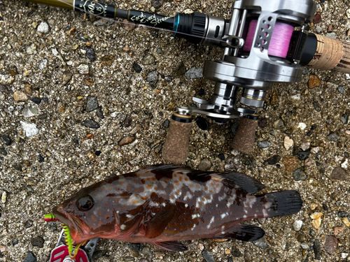 キジハタの釣果