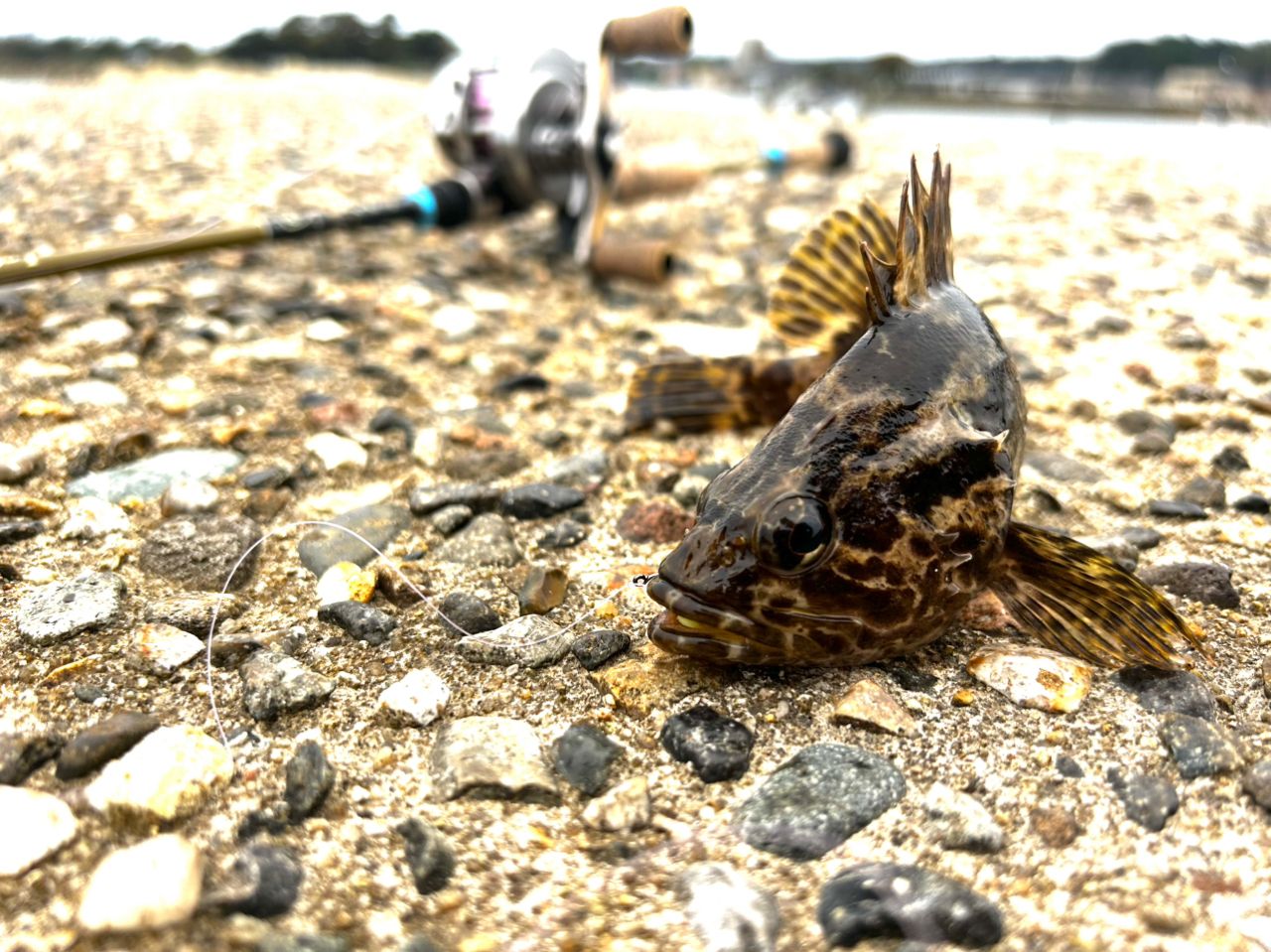 タケノコメバル