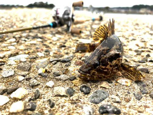 タケノコメバルの釣果