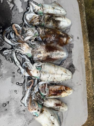 アオリイカの釣果