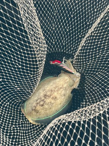 モンゴイカの釣果